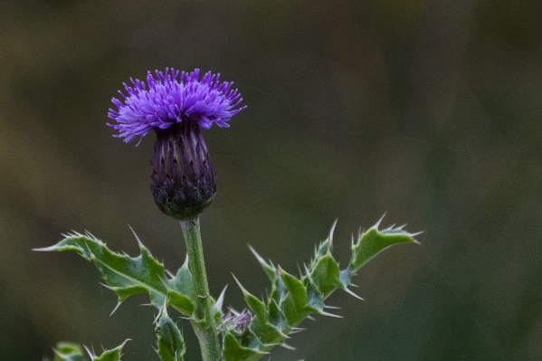 Nature outdoor plant photography Photo