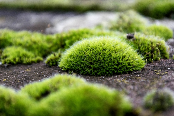 Tree nature grass outdoor Photo