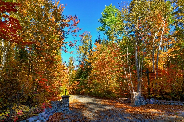 Landscape tree nature forest Photo