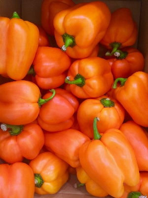 Plant fruit orange food Photo