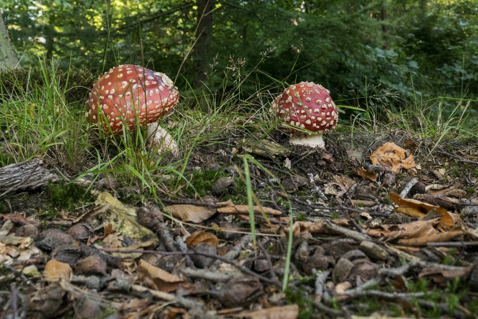 Baum wald draussen anlage