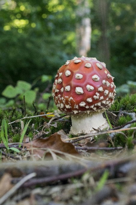 Natureza floresta ar livre plantar