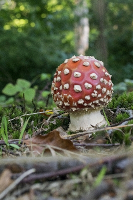 自然 森 アウトドア 植物 写真