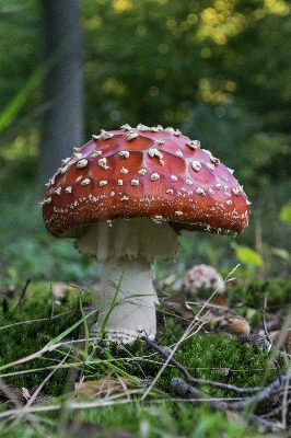 Nature forest outdoor plant Photo