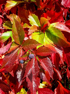 Tree nature branch plant Photo