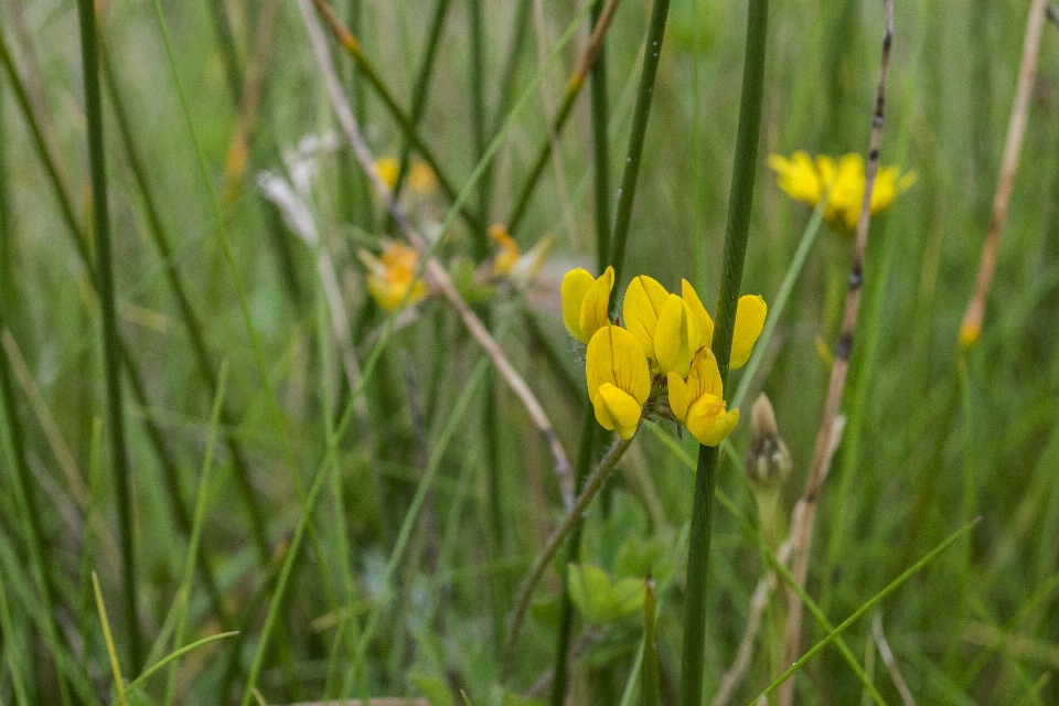 Nature grass outdoor plant