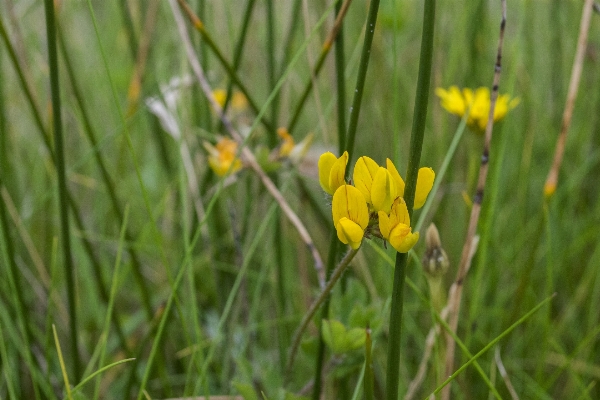 Nature grass outdoor plant Photo