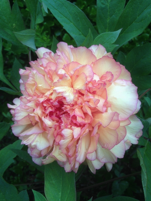 Planta flor pétalo rosa