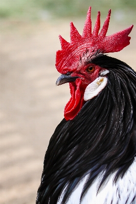 Bird wing farm animal Photo