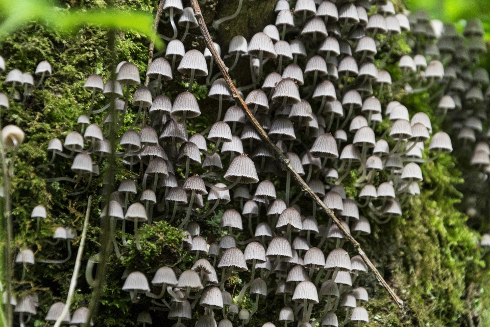 árbol naturaleza césped exterior