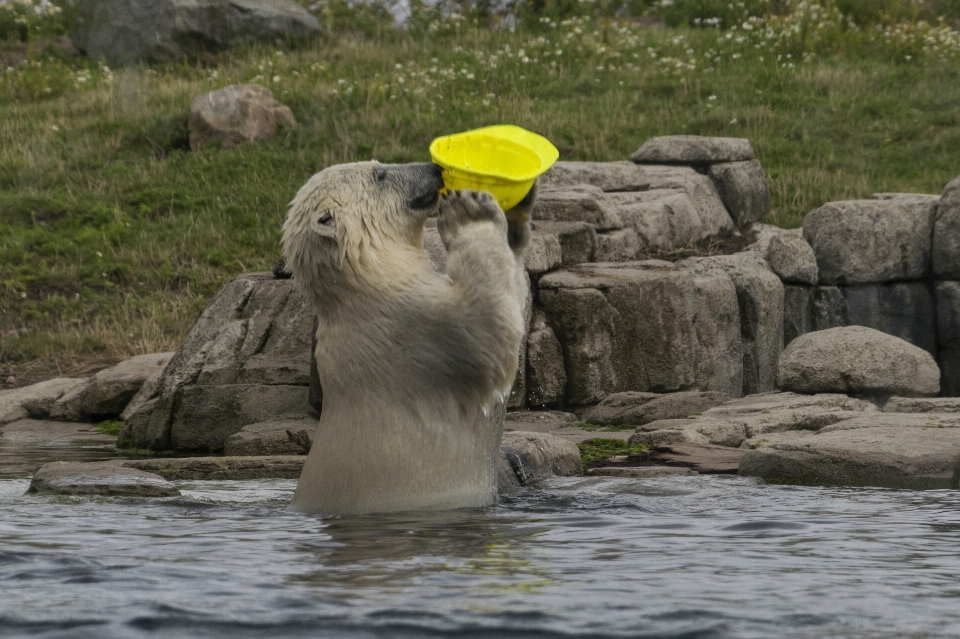 Ar livre animal foto urso