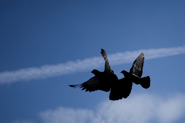 Foto Natura uccello ala cielo