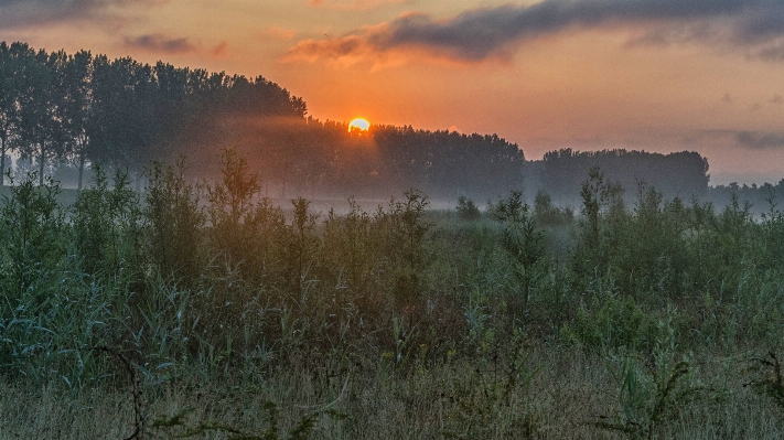 Ağaç doğa orman çimen Fotoğraf