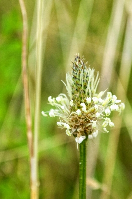 Foto Lanskap pohon alam rumput