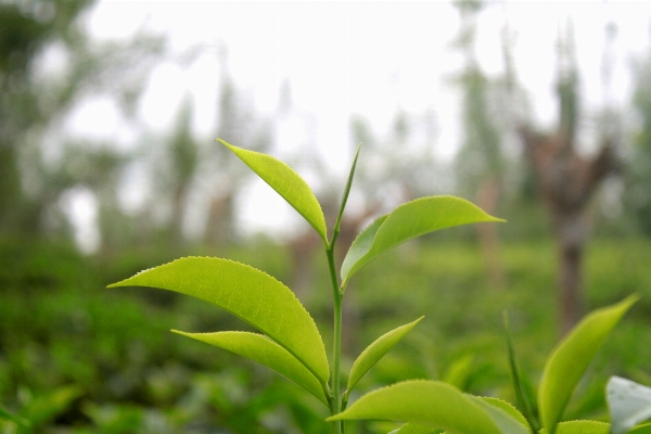 Tree nature grass branch Photo