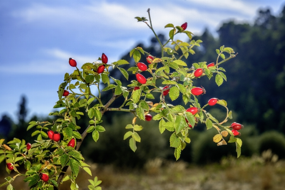 Arbre nature bifurquer fleurir