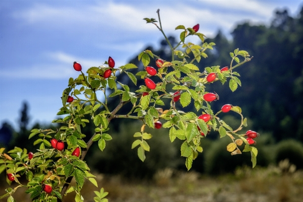 Tree nature branch blossom Photo