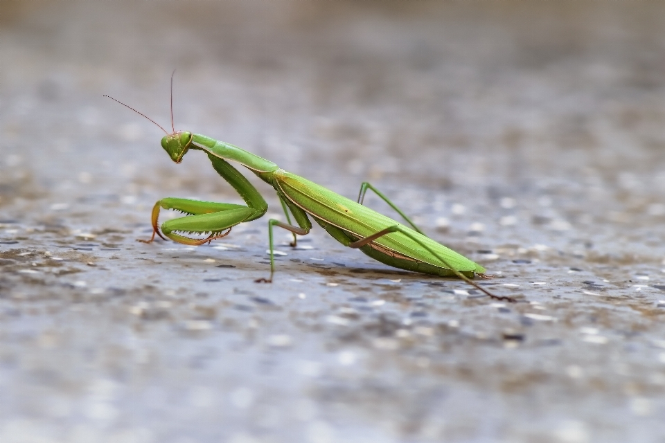 Nature aile vert insecte