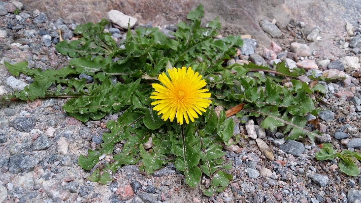 Plant dandelion flower asphalt Photo