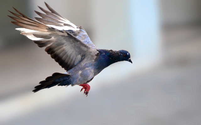 自然 鳥 羽 動物 写真