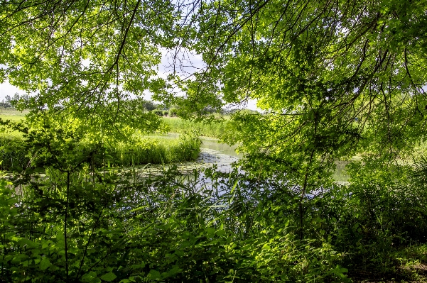 Tree nature forest grass Photo