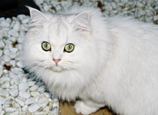 White animal cat mammal Photo