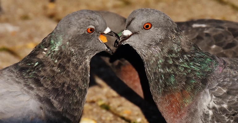 Foto Natura uccello ala animale