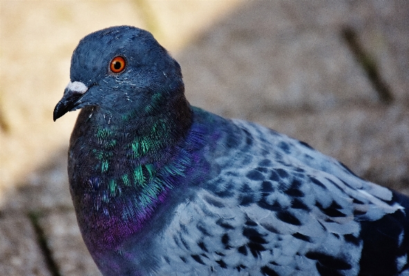 Foto Natura uccello ala animale