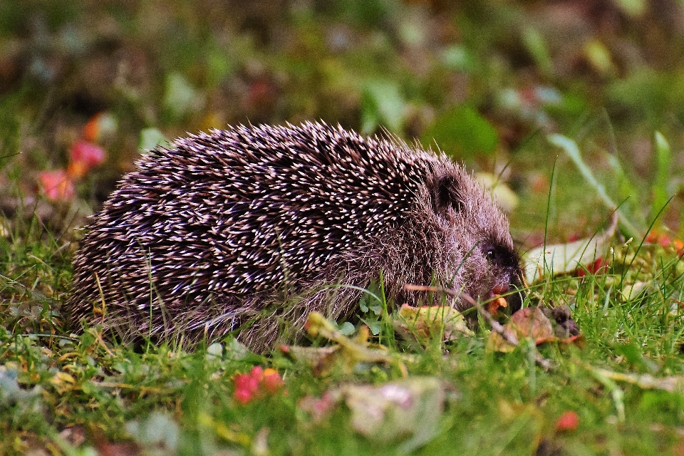 Natura trawa kolczasty
 zwierzę