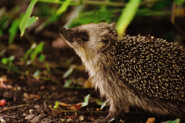 Nature prickly animal cute Photo