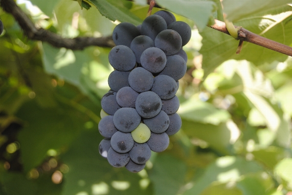 Branch plant grape wine Photo