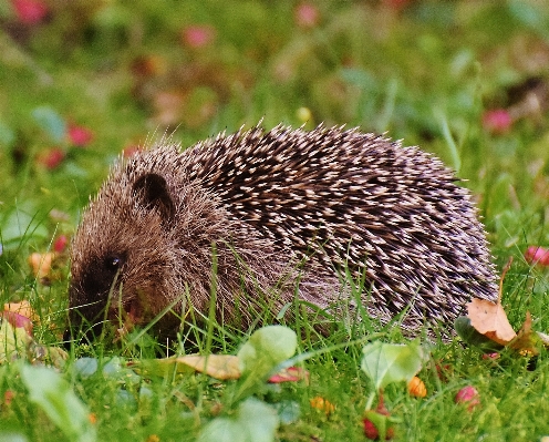 Nature prickly prairie animal Photo