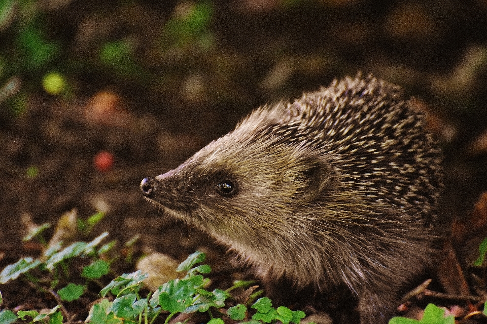 Nature épineux
 animal mignon