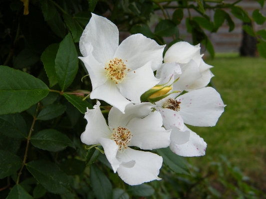 Tree blossom plant white Photo