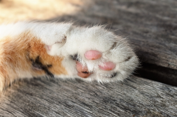 White animal wildlife fur Photo