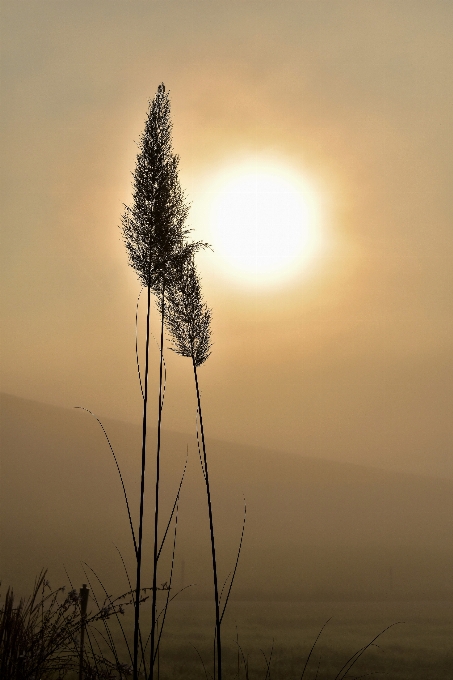 Tree nature grass horizon