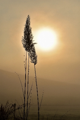 Tree nature grass horizon Photo