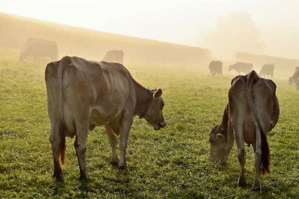 Nature grass fog field Photo