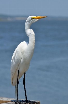 Sea water nature bird Photo