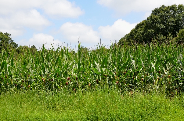 Landscape nature grass growth Photo