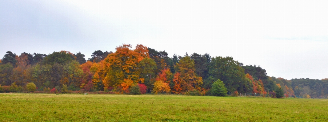 Tree forest field meadow Photo