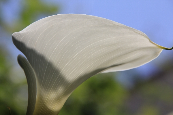 Foto Naturaleza césped planta blanco