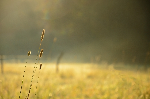 Nature grass light bokeh Photo