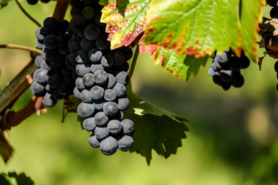 Branch plant grape fruit