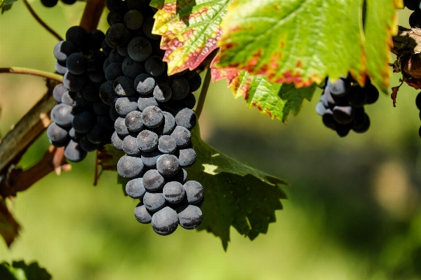 Branch plant grape fruit Photo