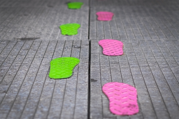 Path track leaf flower Photo