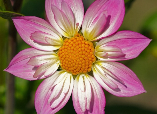 Nature blossom plant white Photo