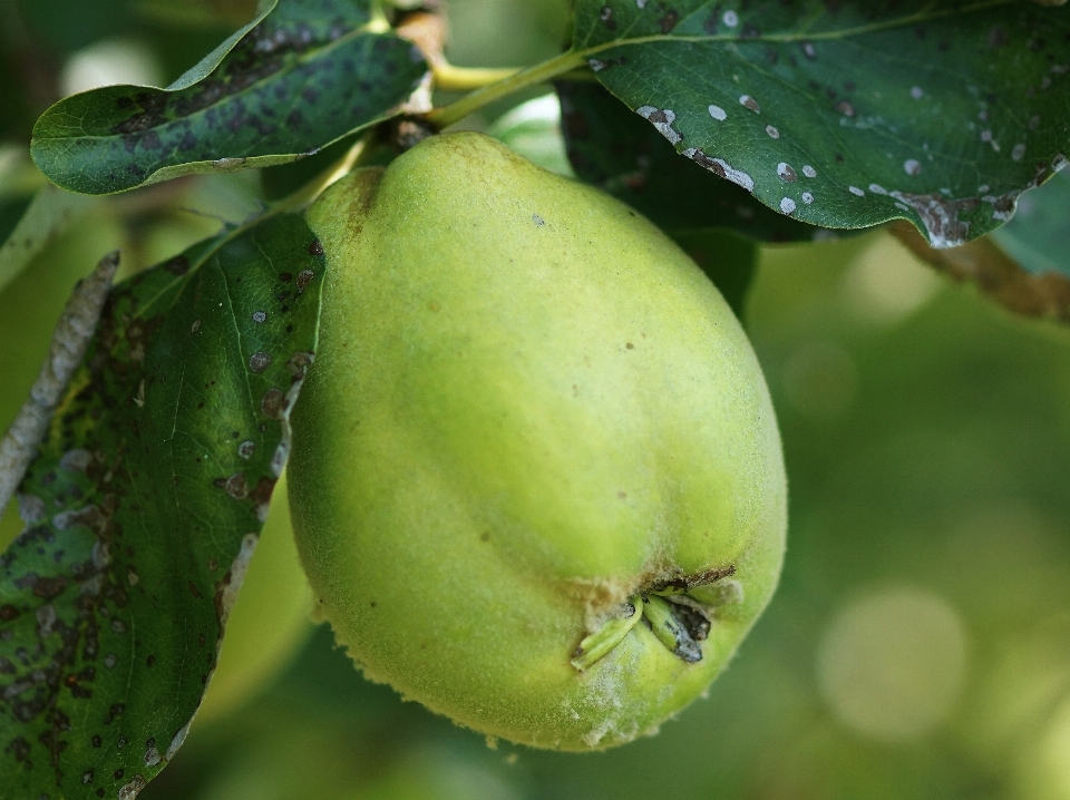 Apple ağaç doğa bitki