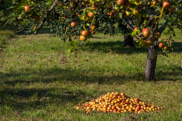 Foto Apple árvore plantar fruta