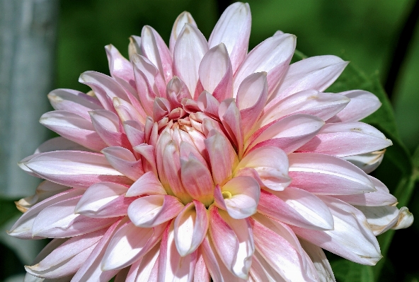 自然 花 植物 花弁 写真